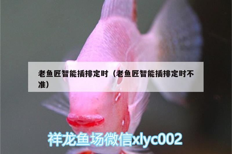 老魚匠智能插排定時（老魚匠智能插排定時不準）