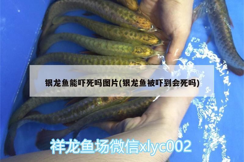 銀龍魚能嚇死嗎圖片(銀龍魚被嚇到會死嗎) 銀龍魚能嚇死嗎圖片(銀龍魚被嚇到會死嗎) 銀龍魚百科