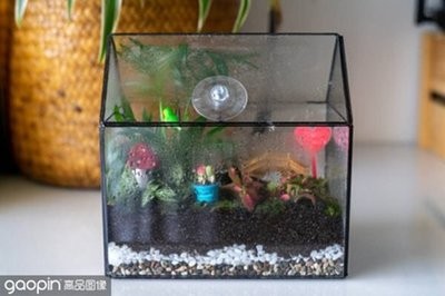 河里撈的金魚有好運嗎怎么養：河里撈的金魚有好運嗎怎么養活 河里撈的金魚有好運嗎怎么養：河里撈的金魚有好運嗎怎么養活 龍魚百科 第3張