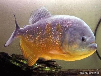 5條魚放兩個魚缸有幾種方法：5條魚怎么放