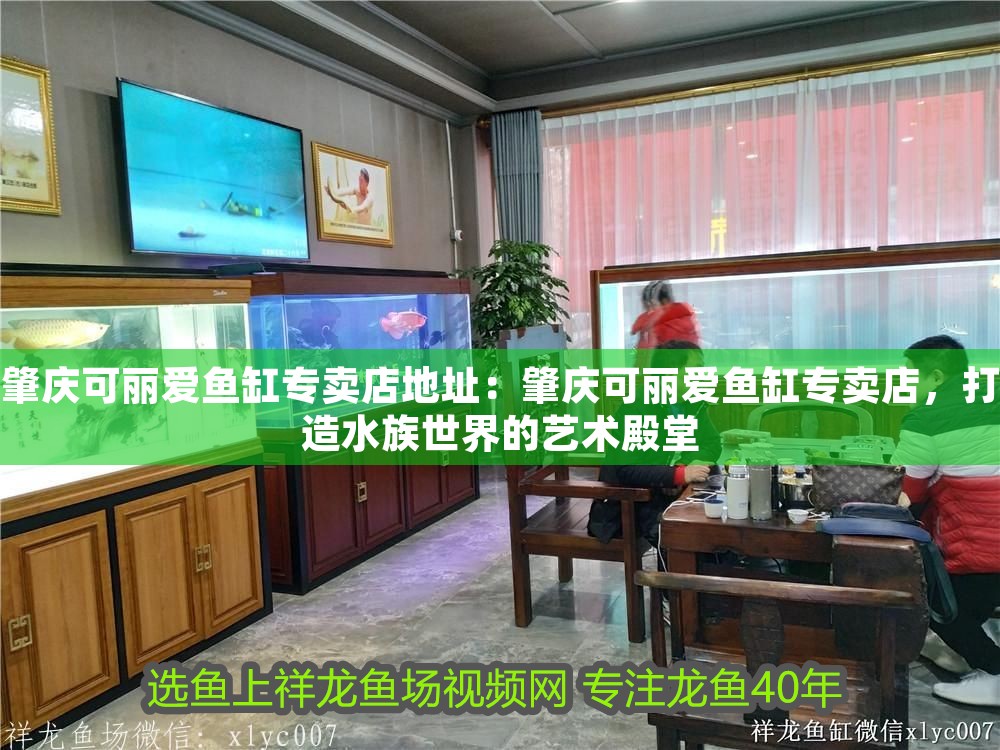 肇慶可麗愛魚缸專賣店地址：肇慶可麗愛魚缸專賣店，打造水族世界的藝術殿堂