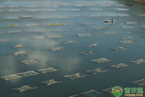 和雷龍可以一起養的魚：和雷龍可以一起養的魚有哪些 和雷龍可以一起養的魚：和雷龍可以一起養的魚有哪些 龍魚百科 第1張