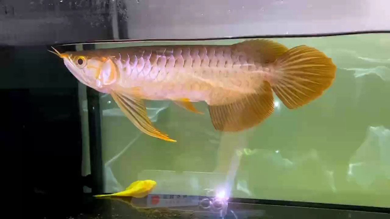 記錄一下過程 記錄一下過程 龍魚論壇