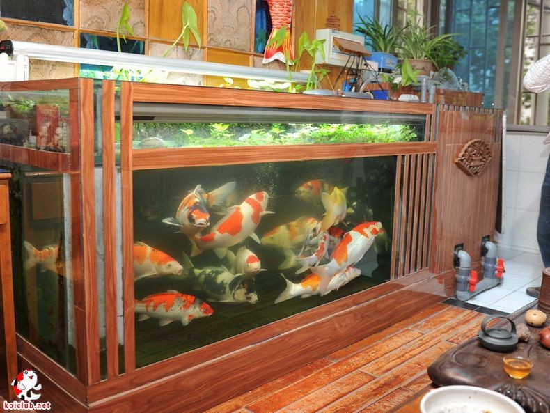 2米魚缸養(yǎng)錦鯉效果圖：2米長的魚缸養(yǎng)錦鯉需要足夠的空間、足夠的空間、適當(dāng)?shù)目臻g