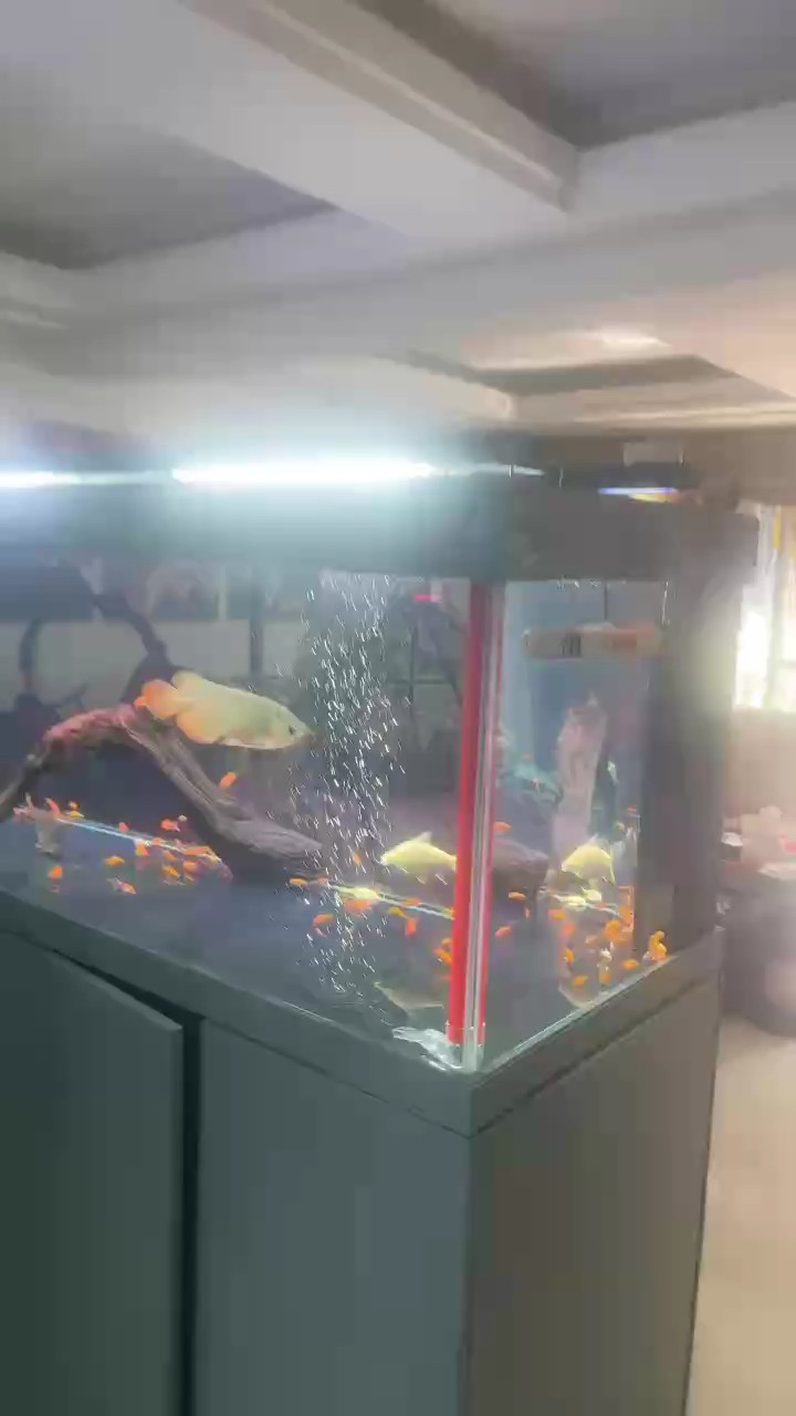 自助餐