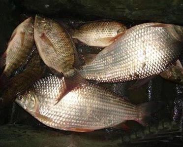 好聽的帶魚字的昵稱：好聽的帶魚字的昵稱三個字