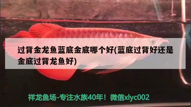 過背金龍魚藍底金底哪個好(藍底過背好還是金底過背龍魚好)