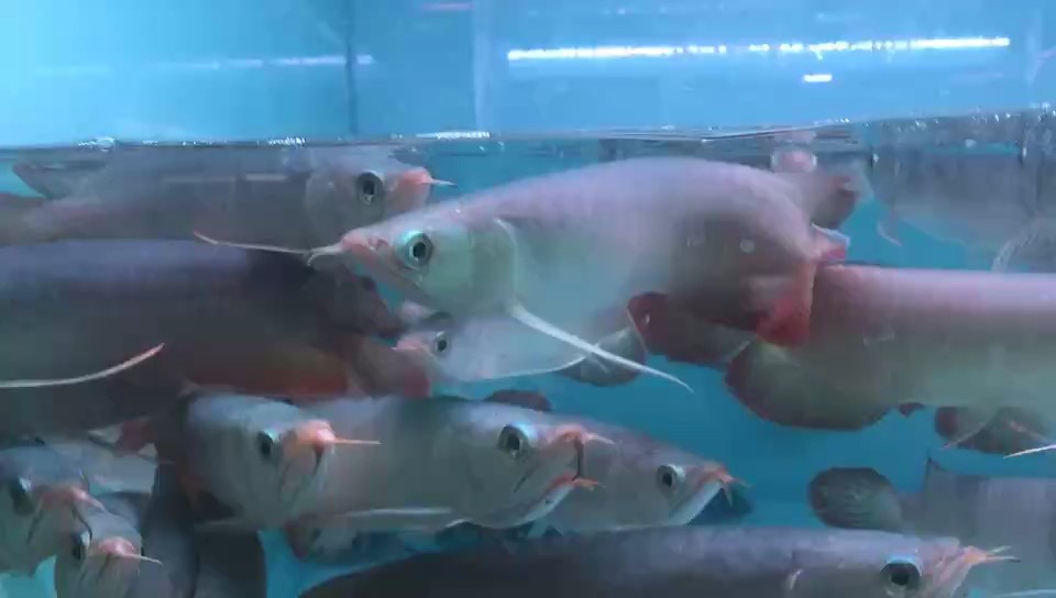 加強換水量 加強換水量 龍魚論壇