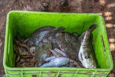 魟魚換完水就亂竄：為什么[需手動填充]魚換完水就亂竄
