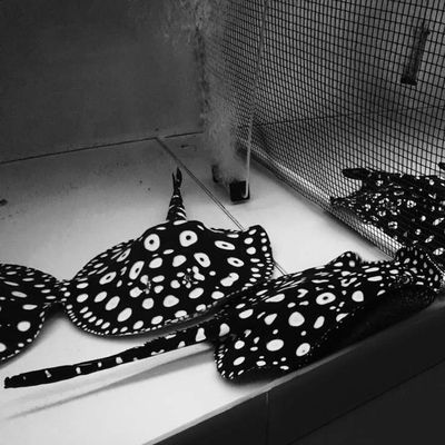 黑金虹魚和黑白魟魚：黑金虹魚與黑白魟魚的區別 黑金虹魚和黑白魟魚：黑金虹魚與黑白魟魚的區別 魟魚百科 第3張