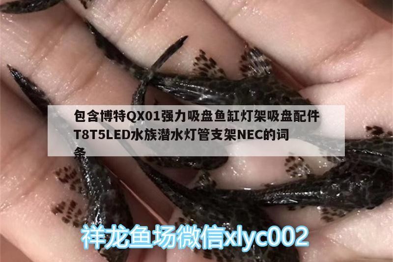 包含博特QX01強(qiáng)力吸盤魚缸燈架吸盤配件T8T5LED水族潛水燈管支架NEC的詞條 包含博特QX01強(qiáng)力吸盤魚缸燈架吸盤配件T8T5LED水族潛水燈管支架NEC的詞條 博特水族