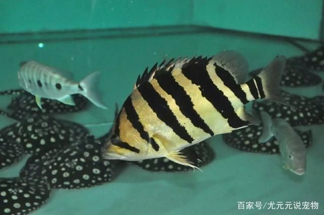 印尼虎魚的飼養(yǎng)環(huán)境是什么樣的：印尼虎魚的飼養(yǎng)環(huán)境