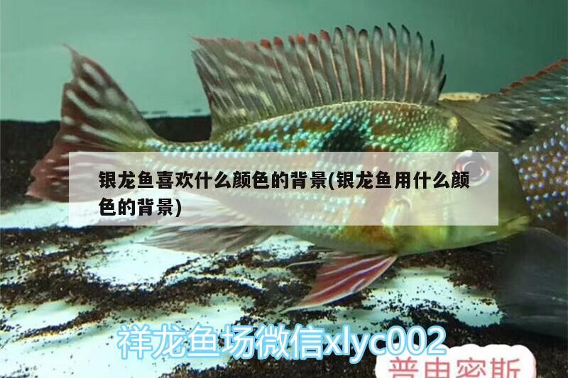 銀龍魚喜歡什么顏色的背景(銀龍魚用什么顏色的背景)