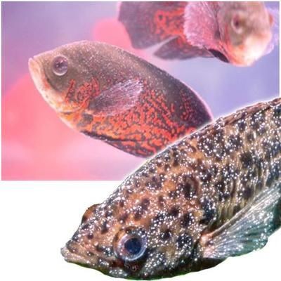 常見觀賞魚病：觀賞魚疾病的描述和治療方法 常見觀賞魚病：觀賞魚疾病的描述和治療方法 魚缸百科 第2張