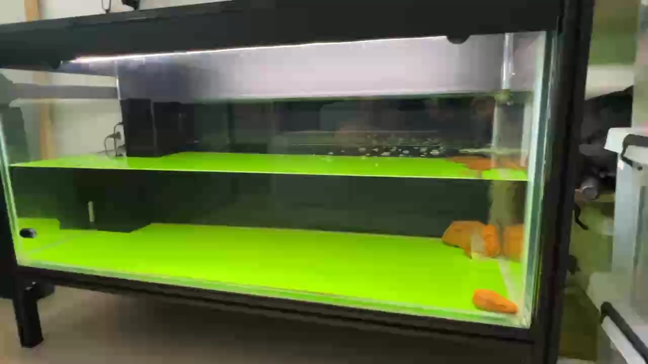 鯊魚仔應該認出主人了！成功[deyi] 鯊魚仔應該認出主人了！成功[deyi] 龍魚論壇