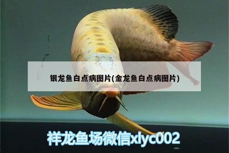 銀龍魚白點病圖片(金龍魚白點病圖片)