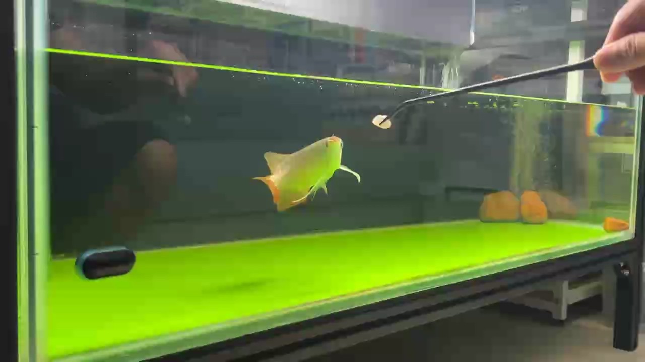鯊魚仔今天終于有吃食的樣子了，希望狀態越來越好！
