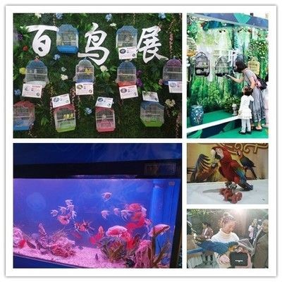 十堰水族館vs祥龍魚場（十堰水族館與祥龍魚場有什么區別？） 十堰水族館vs祥龍魚場（十堰水族館與祥龍魚場有什么區別？） 全國水族館企業名錄 第2張