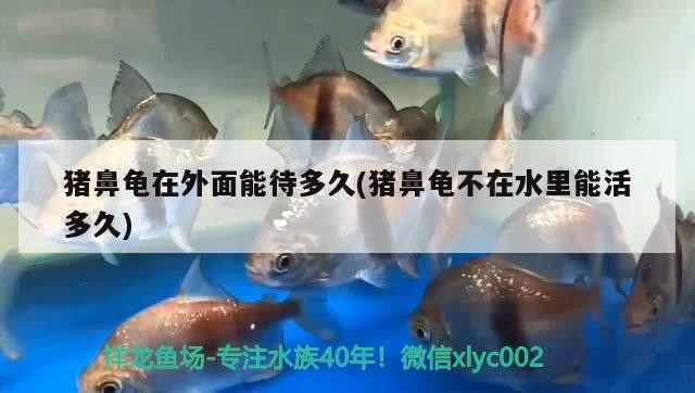 豬鼻龜在外面能待多久(豬鼻龜不在水里能活多久)