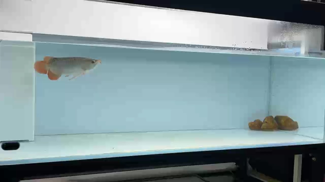 老虎仔今天的狀態還沒有完全恢復哦，工作還是慢悠悠的！ 老虎仔今天的狀態還沒有完全恢復哦，工作還是慢悠悠的！ 龍魚論壇