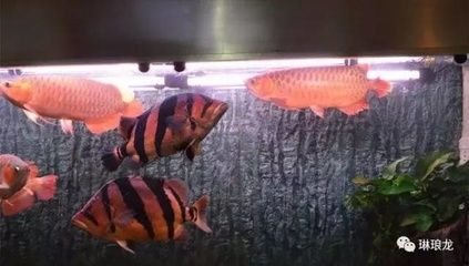 印尼虎和龍魚混養(yǎng)：印尼虎和龍魚可以混養(yǎng)但需要注意以下幾個(gè)關(guān)鍵因素
