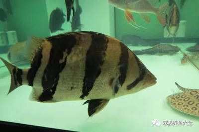 印尼虎魚變黑怎么變明顯的了：印尼虎魚體色變黑與基因有很大關系，飼養(yǎng)過程中應盡量保持穩(wěn)定 印尼虎魚變黑怎么變明顯的了：印尼虎魚體色變黑與基因有很大關系，飼養(yǎng)過程中應盡量保持穩(wěn)定 虎魚百科 第1張