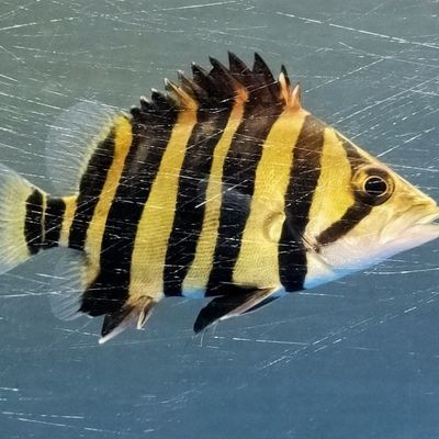 蘇虎怎么長明：蘇虎是否真的能夠長時間保持明亮狀態？