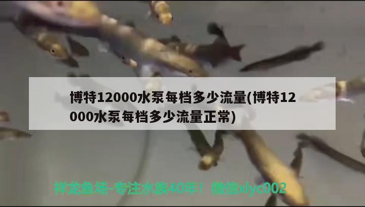博特12000水泵每檔多少流量(博特12000水泵每檔多少流量正常)