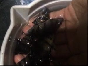 印尼虎魚吃泥鰍好還是吃蝦好：印尼虎魚吃泥鰍好還是吃泥鰍好，印尼虎魚吃泥鰍好還是吃蝦好 印尼虎魚吃泥鰍好還是吃蝦好：印尼虎魚吃泥鰍好還是吃泥鰍好，印尼虎魚吃泥鰍好還是吃蝦好 虎魚百科 第1張
