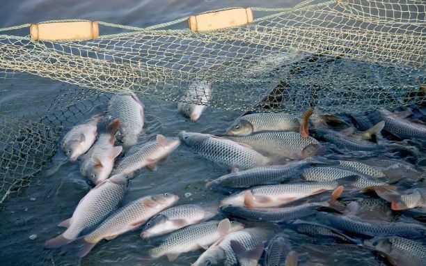 金龍魚運輸前后水質調控：金龍魚運輸前后水質調控方法