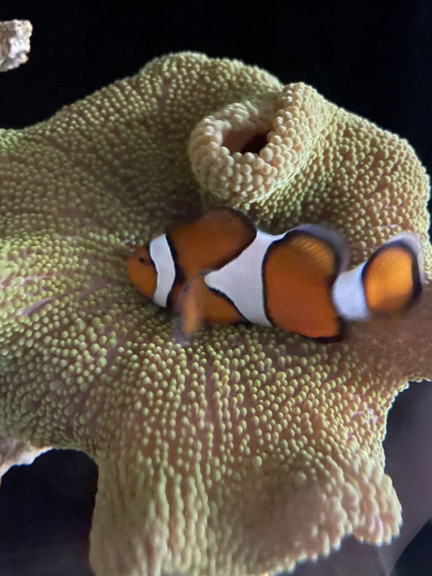 野生宿務公子小丑魚 野生宿務公子小丑魚 龍魚論壇 第1張