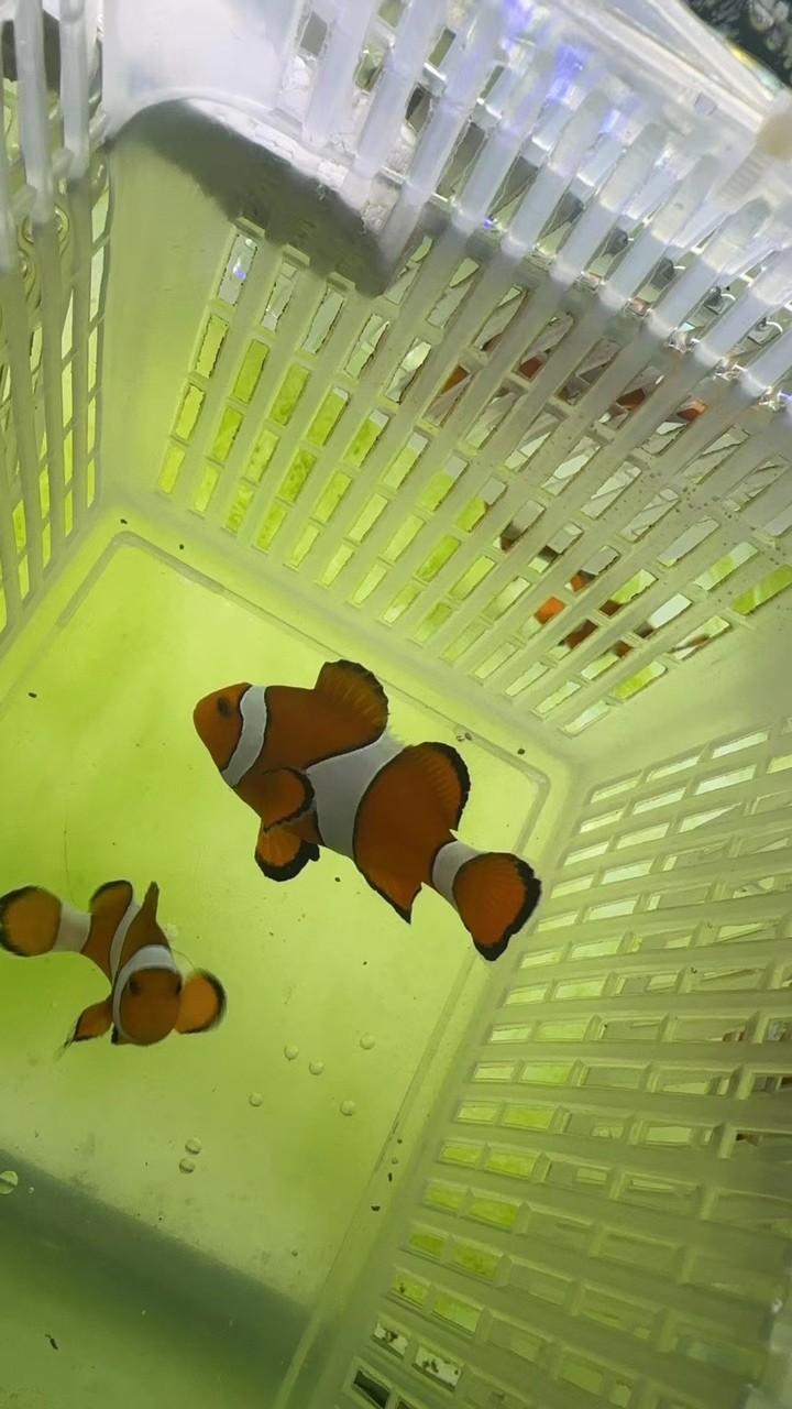 野生宿務公子小丑魚 野生宿務公子小丑魚 龍魚論壇 第2張