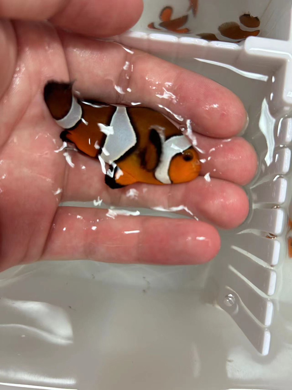 野生宿務公子小丑魚 野生宿務公子小丑魚 龍魚論壇 第3張