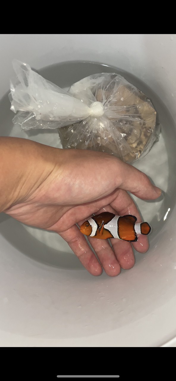 野生宿務公子小丑魚 野生宿務公子小丑魚 龍魚論壇 第4張