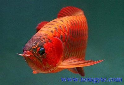 如何養好紅龍魚的方法：養好紅龍魚的方法