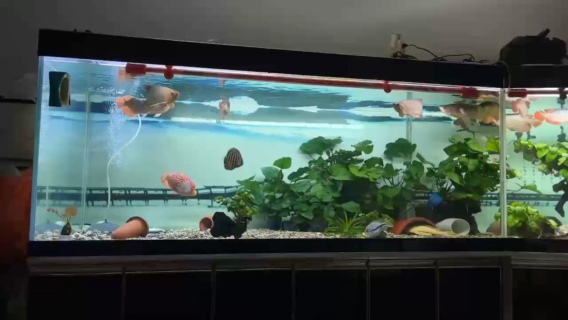 云端賞龍