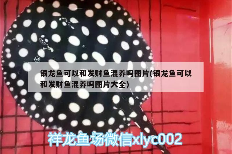 銀龍魚可以和發(fā)財(cái)魚混養(yǎng)嗎圖片(銀龍魚可以和發(fā)財(cái)魚混養(yǎng)嗎圖片大全)