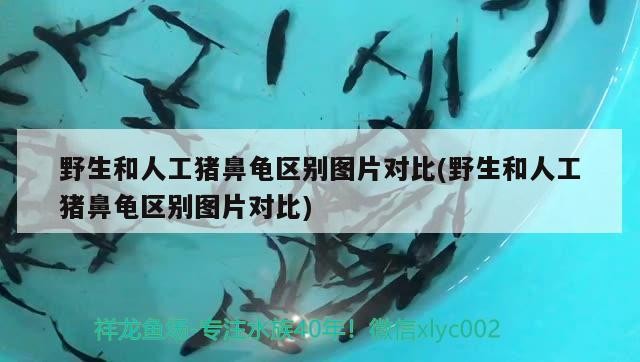 野生和人工豬鼻龜區別圖片對比(野生和人工豬鼻龜區別圖片對比)