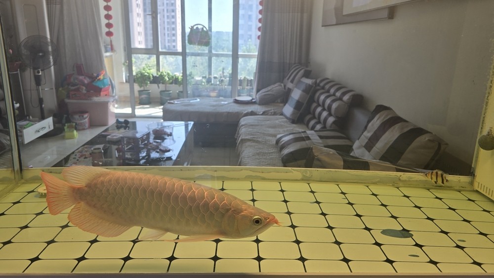 這條紅龍怎么樣？