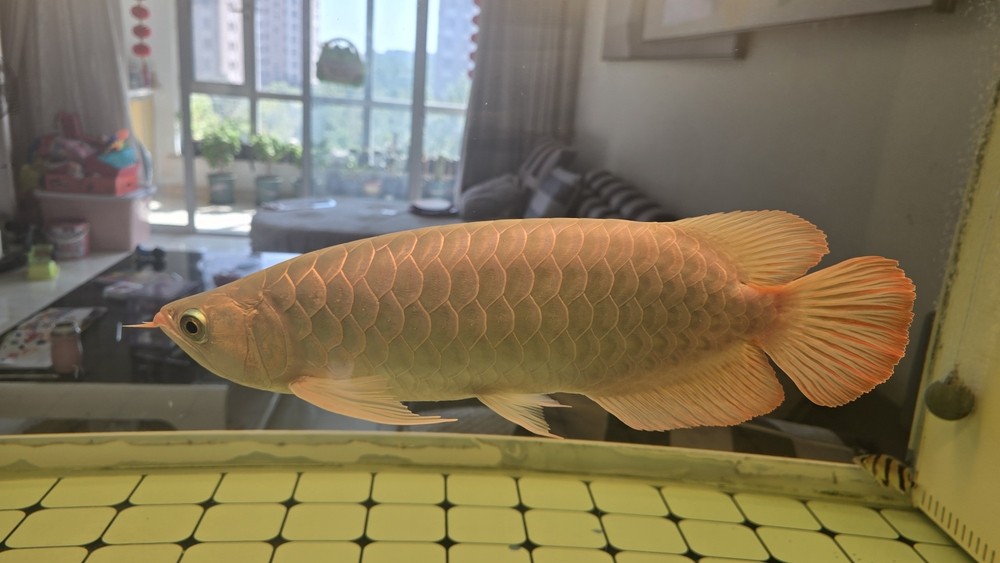這條紅龍怎么樣？