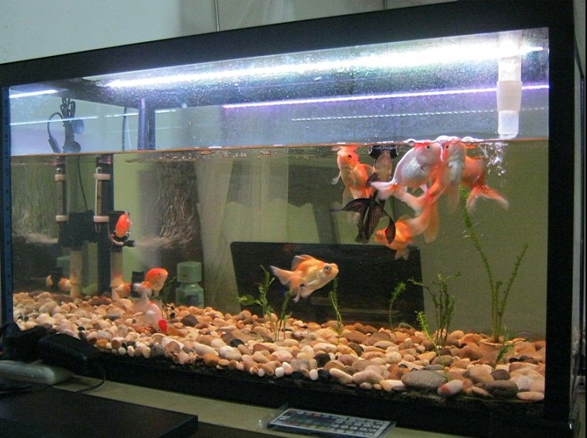 80的魚缸可以養(yǎng)幾條錦鯉：80厘米的魚缸可以養(yǎng)3-5條20厘米長(zhǎng)的錦鯉