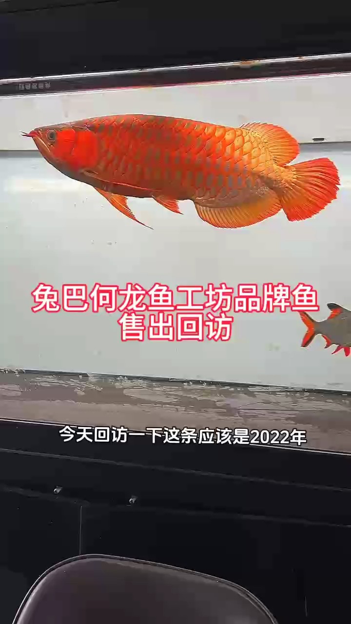 鸚鵡魚和銀龍魚混養怎樣喂食 兔巴何龍魚工坊品牌魚售出回訪 龍魚論壇 兔巴何龍魚工坊品牌魚售出回訪 兔巴何龍魚工坊品牌魚售出回訪 龍魚論壇