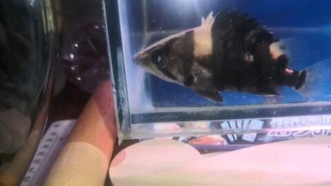 虎魚大小眼是白內障嗎：虎魚大小眼是白內障嗎？