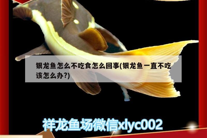 銀龍魚怎么不吃食怎么回事(銀龍魚一直不吃該怎么辦?)