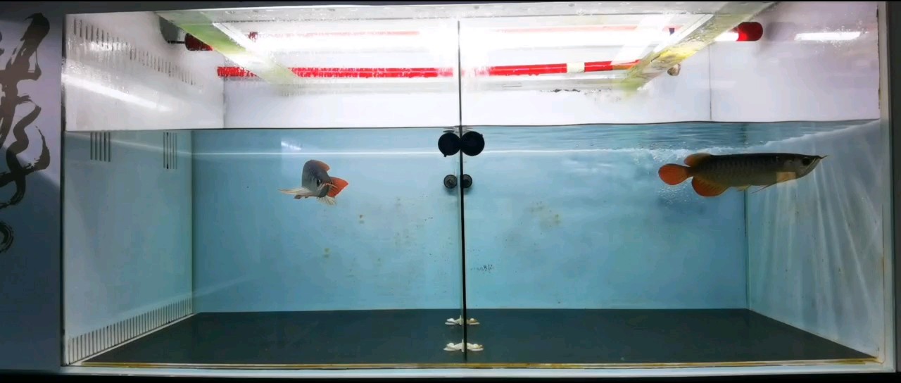 便宜鄰居了 便宜鄰居了 龍魚論壇