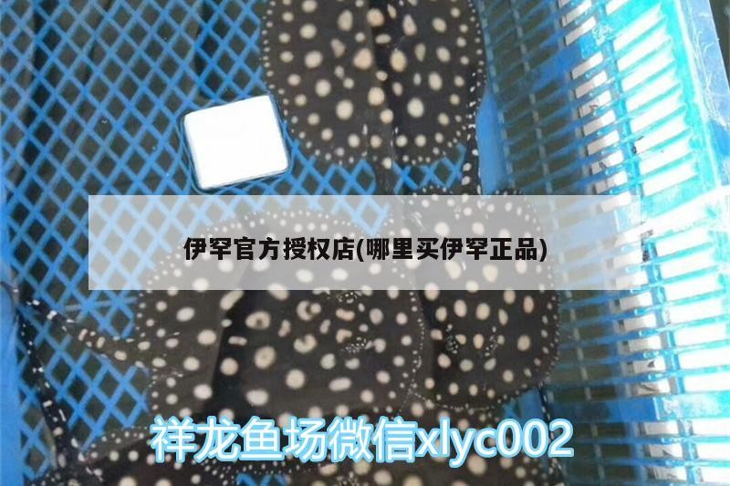伊罕官方授權(quán)店(哪里買伊罕正品)