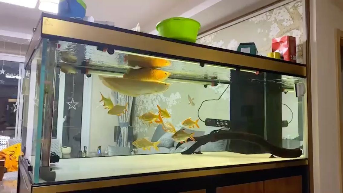 呼和浩特新城區貳拾陸度海景水族店 全國水族館企業名錄 第1張 呼和浩特新城區貳拾陸度海景水族店 呼和浩特新城區貳拾陸度海景水族店 全國水族館企業名錄 第1張
