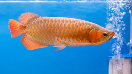 如何模擬自然光照養金龍魚：模擬自然光照養金龍魚