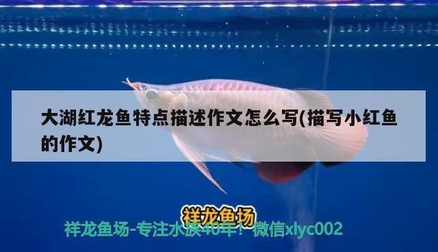 描寫紅龍魚的文字怎樣寫的作文：紅龍魚與風水文化的關系，如何挑選高品質紅龍魚，紅龍魚繁殖過程詳解