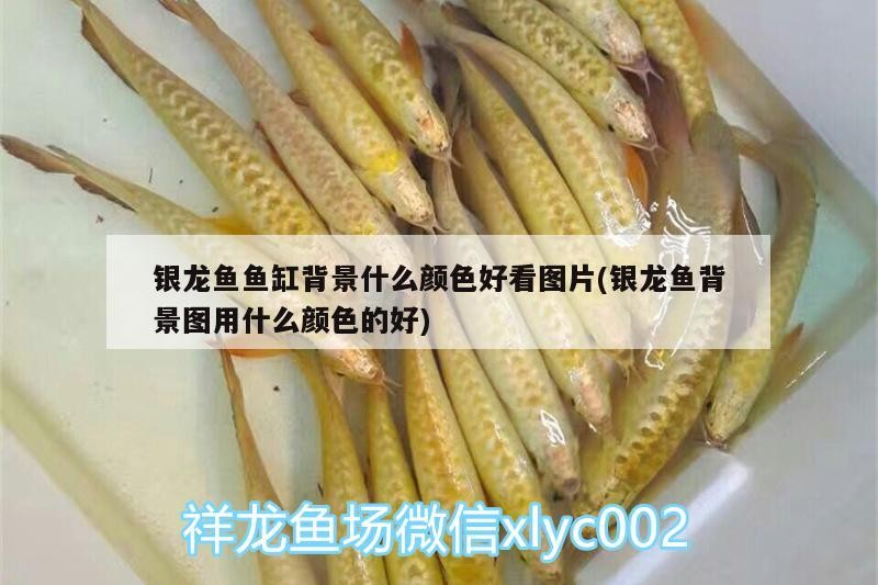 銀龍魚魚缸背景什么顏色好看圖片(銀龍魚背景圖用什么顏色的好) 銀龍魚魚缸背景什么顏色好看圖片(銀龍魚背景圖用什么顏色的好) 銀龍魚百科